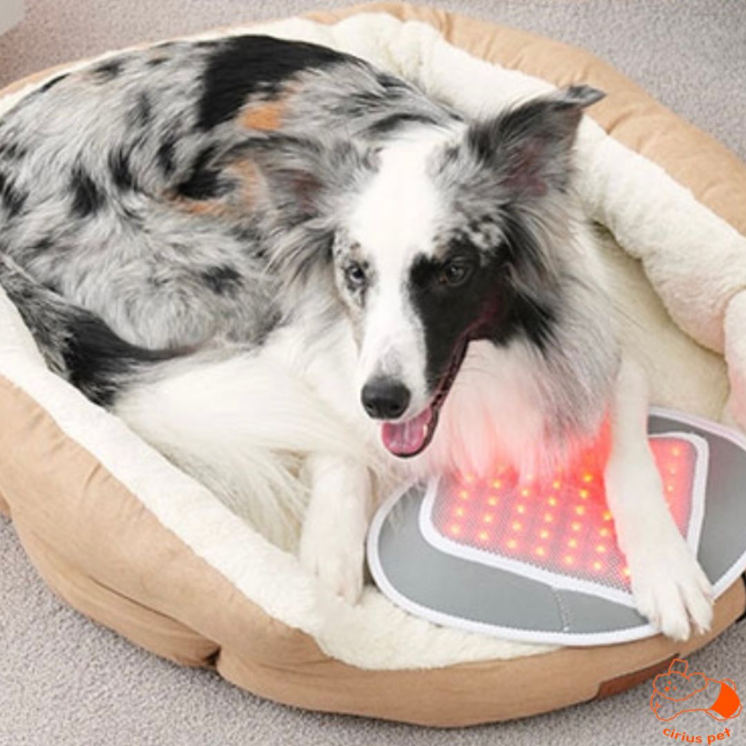 Low-level Laser Therapy (LLLT) Pad (8167405519128)