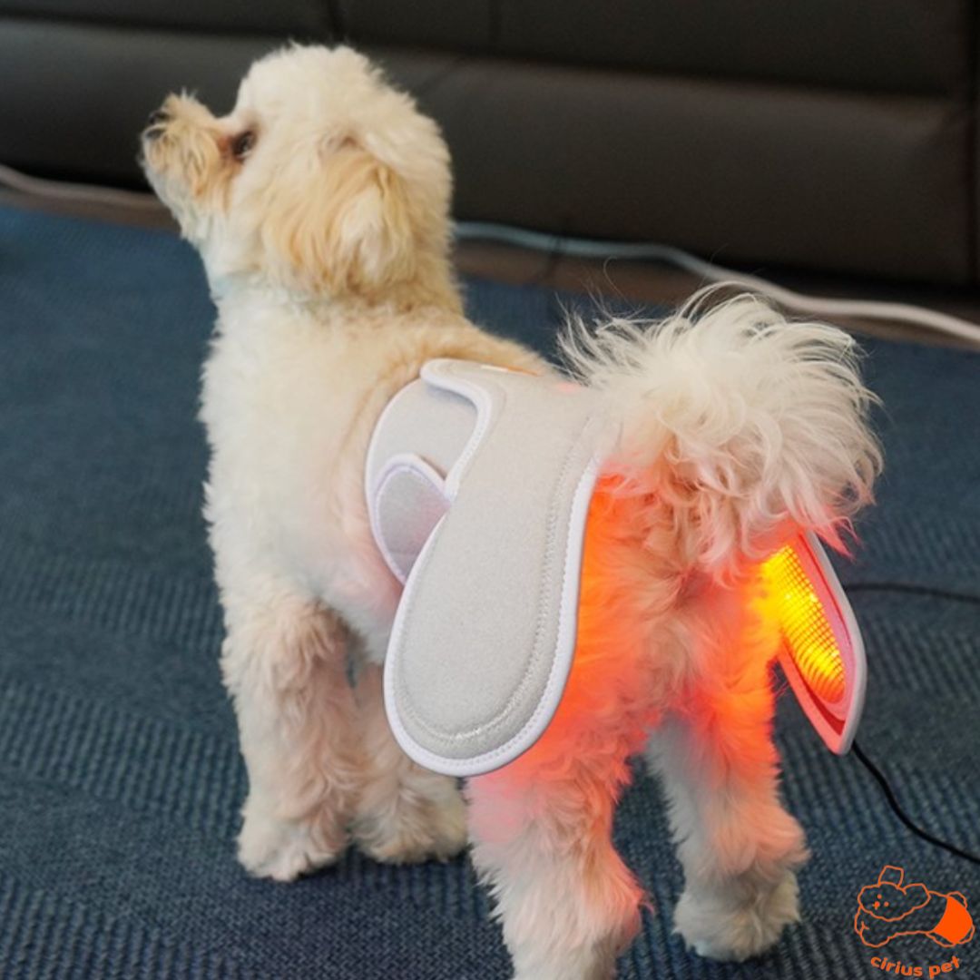 Low-level Laser Therapy (LLLT) Cape